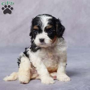 Maple, Cavapoo Puppy